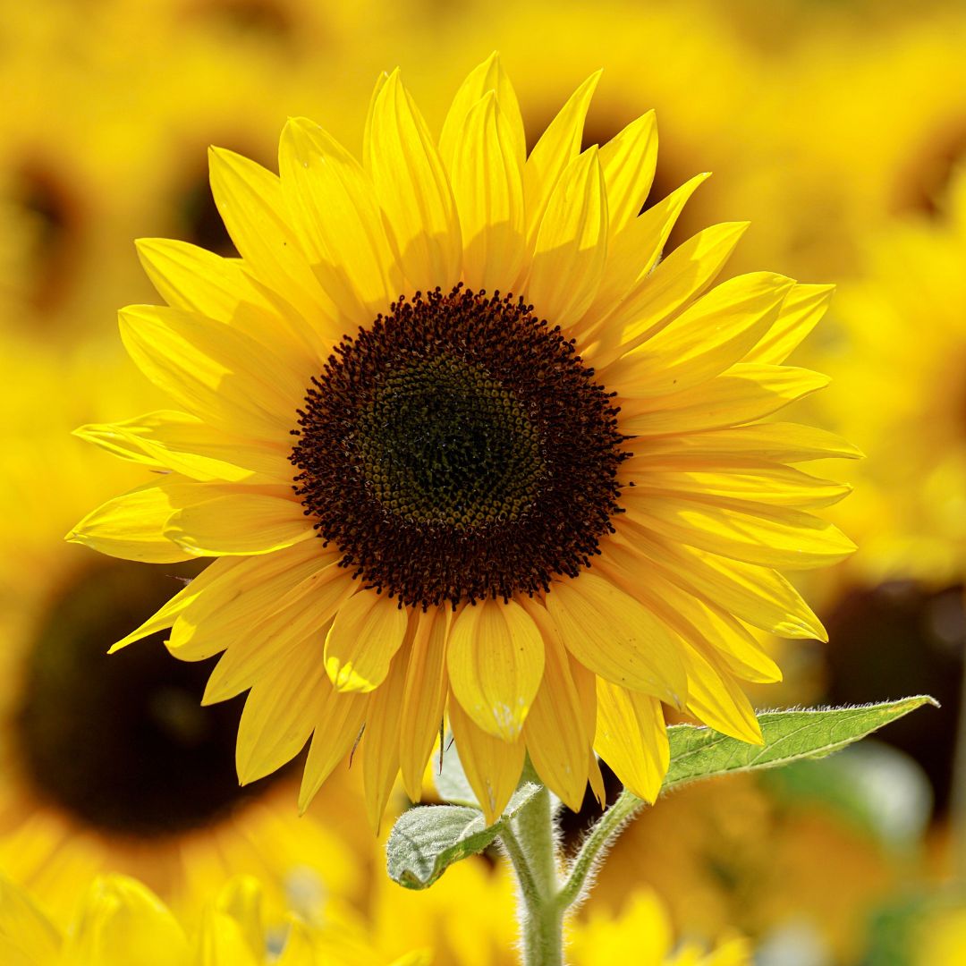 Autumn Sunflowers